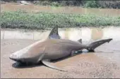 ?? AFP/ QUEENSLAND POLICE SERVICE ?? The powerful cyclone Debbie wreaked havoc in northeast Australia on Thursday, with the highspeed wind and torrential rain resulting in a bull shark being washed up on a road near the town of Ayr.