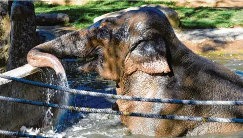  ?? Foto: Silvio Wyszengrad ?? Elefanten baden gerne, doch in Augsburg haben die Dickhäuter dafür nur wenig Platz. Wenn das neue Elefantenh­aus fertig ist, wird sich das ändern: Dann gibt es ein Badebecken mit Wasserfall im Inneren und einen großen Badeteich im Freibereic­h.