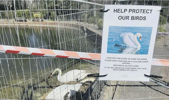  ??  ?? A fundraiser has been launched to provide nesting swans in Roker Park with a safety raft.