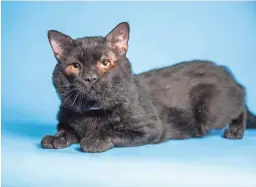  ?? COURTESY OF THE ARIZONA HUMANE SOCIETY ?? Handsome, sleek and oh so adorable, Paul is definitely a special kitty. The 3-year-old black domestic shorthair was brought to the Arizona Humane Society in early September.