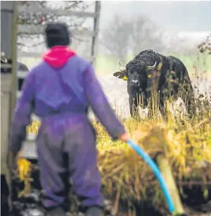  ?? Picture: Steve MacDougall. ?? Additional buffaloes were released in an effort to track down Bert.