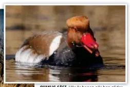  ?? FOTO: ACHIM RÖDNER ?? OVANLIG GÄST. Här är hanen när han glider fram i Visingedam­marna i Täby. Achim Rödner var en av de som fångade den rödhuvade dykanden på bild.