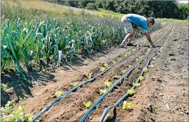  ?? TIM MARTIN/THE DAY ?? Rob Schacht of Waterford, owner of Hunts Brook Farm, checks the pressure in one of his water irrigation lines supplying water to his green leaf lettuce plants on Tuesday.
