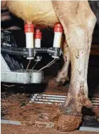  ??  ?? An automated milking machine saves on labor.