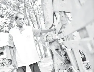  ??  ?? Macaque-trainer Wan Ibrahim Wan Mat training a pig-tailed macaque to pick coconuts outside his house in the village of Melor in the northern state of Kelantan. - AFP photo