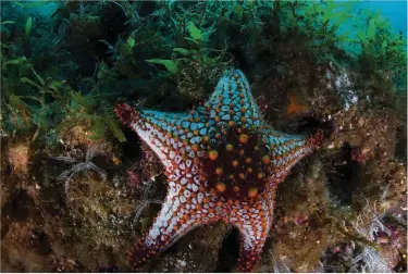  ??  ?? BOTTOM Seventeen species of starfish, as well as myriad sea urchins and sea cucumbers, adorn the rocks off San Pedro. “Strangely, visibility varies all around the island – in some spots, it’s very good, in others, it’s poor,” says Alejandro. “But everywhere, the water teems with life.”