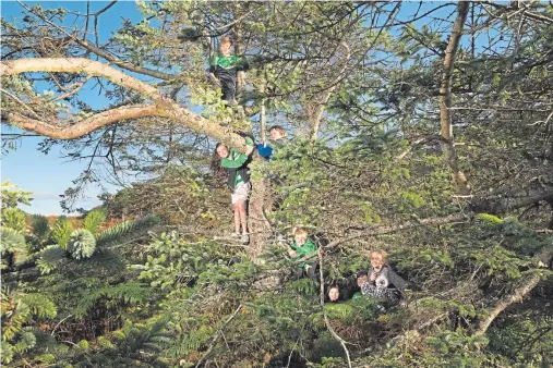  ?? Photograph by John Maher ?? WINNER: The much-loved tree was used as a climbing frame by generation­s of children on the windy island.