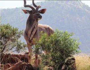  ?? FOTO: VERSKAF ?? Die regte voeding help om die genetiese potensiaal van wild te ontsluit en om die jagwaarde daarvan te verhoog. Konsentraa­tselekteer­ders, soos koedoes, moet ruvoer van die beste gehalte kry en kan in die winter baat vind by byvoeding, soos Opti Skaarswild­pille.