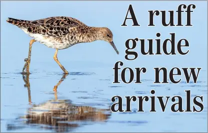  ??  ?? RUFF AND TUMBLE: Ruffs seen in early August have probably lost out in the breeding stakes