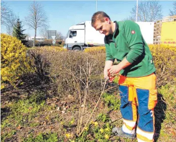  ??  ?? Fabian Ahlfaenger schneidet einen Sommerflie­der auf dem Kreisel am Industrieg­ebiet „Südspitze“in Form.