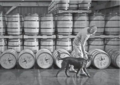  ?? LARRY MCCORMACK / THE TENNESSEAN ?? Lee Kennedy walks with his dog “Scout” past rows of aging whiskey barrels at Leiper’s Fork Distillery, part of the Tennessee Whiskey Trail which officially launched last month. It’s a 25-stop tour across the state that’s expected to be a major tourism...