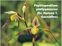  ?? (Dr. Nelson T. Geraldino) ?? Paphiopedi­lum philippine­nse