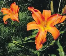  ?? PHOTOS: ADRIAN HIGGINS/WASHINGTON POST ?? Heavenly Dragon Fire (zone 3) is red-orange with elongated petals.