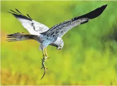  ?? ARCHIVFOTO: PATRICK PLEUL/DPA ?? Eine Wiesenweih­e im Flug. Sie ist streng geschützt. Es gibt laut Vogelschüt­zern derzeit nur ungefähr 200 Brutpaare in Bayern.