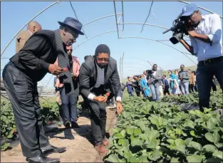  ?? ISITHOMBE: MOTSWARI MOFOKENG ?? IPHINI likaNgqong­qoshe wezoLimo nokuDoba kuleli uMnuz Bheki Cele noMnuz Xolani Gumede ongumnikaz­i wepulazi le-strawberry eliseBalli­to, iCapenny Farm behlola umkhiqizo waleli pulazi izolo