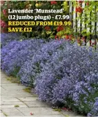  ??  ?? Lavender ‘Munstead’ (12 jumbo plugs) – £7.99 REDUCED FROM £19.99: SAVE £12