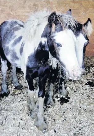  ??  ?? Some of the foals rescued by the Welsh Pony Rescue and Rehoming Charitable Trust