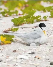  ??  ?? Vulnerable: The fairy tern.