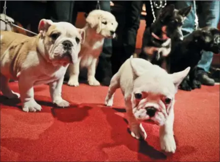  ?? BEBETO MATTHEWS — THE ASSOCIATED PRESS FILE ?? In this file photo, from left, a bulldog, a golden retriever, a French bulldog, a German shepherd and a Labrador retriever are shown off during a news conference at the American Kennel Club in New York. These puppies represent the five most popular...