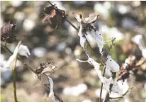  ?? AP PHOTO/ALYSSA POINTER ?? Damaged branches of a cotton plant are shown in Newton, Ga. When Hurricane Michael tore through Georgia’s cotton crop, it set in motion a grim future for rural areas that depend on agricultur­e.