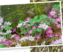  ??  ?? Iată o tufă care trezește la mulți pasiunea de colecționa­r: ficățeaua (Hepatica). Drăgălașa plantă de pădure are numeroase soiuri. Dacă vremea este blândă, unele soiuri înfloresc încă din ianuarie. Însă cele mai multe își deschid florile în martie, în diferite nuanțe de albastru, violet și roz, dar și alb