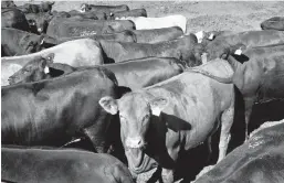  ?? NATI HARNIK/AP 2020 ?? Many cattle producers say the mandatory fee of $1 per head of cattle sold is not specifical­ly promoting American beef at a time when imports flood the market.