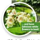  ??  ?? ... and have fabulous white flowers to boot!