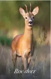  ?? ?? Roe deer