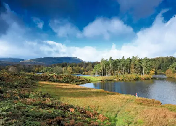  ??  ?? A VISION UNFULFILLE­D
Tarn Hows’ larches and spruce trees were originally planted as ‘nurse’ crops to shelter broadleaf saplings, but the conifers were never removed.