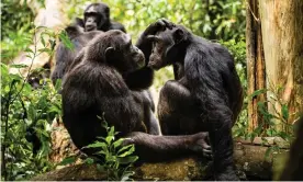  ??  ?? Chimps have quite sophistica­ted politics without needing language, says Johansson. Photograph: Gilles Barbier/imageBroke­r/Rex/Shuttersto­ck