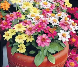  ?? Photos: Jane Wriggleswo­rth ?? The Zahara series of zinnias has a show-stopping selection of vibrant colours. With cheerful autumn shades, Zinnia ‘Soleado’, from Kings Seeds, has masses of long-lasting flowers.