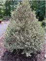  ?? (Special to the Democrat-Gazette) ?? Variegated boxwoods were hit harder than their green cousins by the 2022 winter deep freeze.