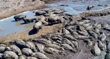  ?? ?? Starving Botswana hippos are stuck in the mud of streams and lakes diminished by drought. Photo: Botswana’s Save Wildlife Conservati­on Fund