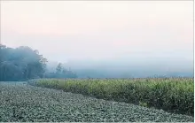  ?? DAVE JOHNSON THE WELLAND TRIBUNE ?? In this view from Port Colborne-Wainfleet Townline Rd. in 2012 in Wainfleet, smoke from a fire in an inaccessib­le area of the Wainfleet Bog drifts across a field. Niagara Peninsula Conservati­on Authority is concerned dry conditions could start the bog burning again.