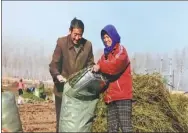  ?? WANG XIAOYU / CHINA DAILY ?? Farmers harvest stevia leaves on a cooperativ­e in Jalaid Banner, Inner Mongolia autonomous region.