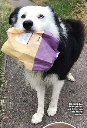  ??  ?? Collared... Stan picks up litter on his daily walks