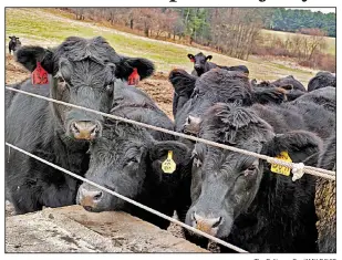  ?? The Baltimore Sun/AMY DAVIS ?? At Roseda Farm in Baltimore County, Md., Black Angus cattle are raised to produce premium beef for restaurant­s and stores.