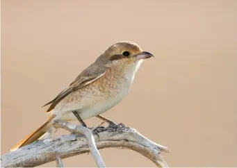  ?? ?? SIX: Daurian Shrike (Salalah, Oman, 9 April 2014). This pale sandy bird is clearly an Isabelline rather than a Red-backed Shrike. Even though slightly obscured from this angle, note as well its rather short-winged and long-tailed proportion­s. Judging by the photograph, it is particular­ly pale, almost ghostly, and is therefore a Daurian Shrike. Precise plumage hues are best judged in the field, however, preferably from a variety of angles if possible.