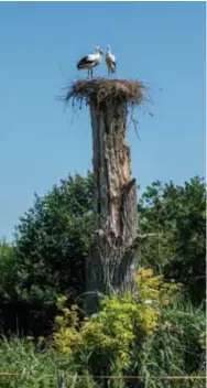  ?? FOTO LIMBURGS LANDSCHAP VZW ?? In het gebied Tösch-Langeren van de vzw staat een ooievaarsn­est dat al jaren bevolkt is.