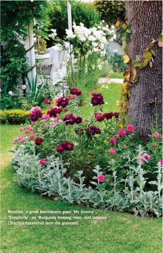  ??  ?? Rondom ’n groot koelteboom groei ‘My Granny’-, ‘Simplicity’- en ‘Burgundy Iceberg’-rose, met lamsore (Stachys byzantina) teen die grasrand.