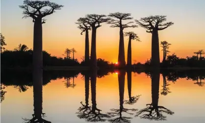  ??  ?? One baobab tree has been estimated to be 2,500 years old. Photograph: Alamy Stock Photo