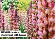  ??  ?? HEIGHT: Make a statement with lupins