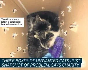  ??  ?? Two kittens were left in a cardboard box in Levenshulm­e