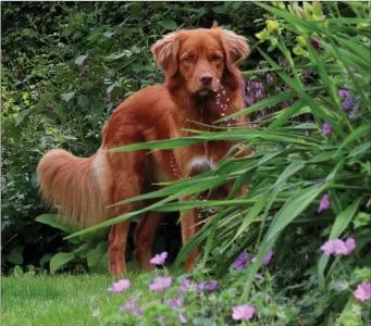  ??  ?? Dogs and cats enjoy gardens just like we humans do