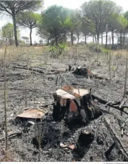  ?? ALBERTO DOMÍNGUEZ ?? Terrenos donde se instalará el proyecto del CEUS en Moguer