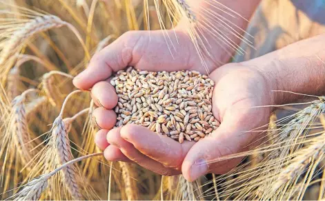  ?? ?? GOLD PERFORMANC­E: Scots cereal growers have been pleased with yields, despite a season of difficult weather.