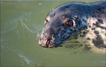  ??  ?? A cheeky seal at Clogherhea­d harbour by local photograph­er Brian Murphy. www. brianmurph­yphotograp­hy.ie