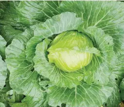  ??  ?? NOT SPRAYED WITH CHEMICAL PESTICIDE – Photo shows a very healthy cabbage that was never sprayed with any chemical pesticide. The plant was provided with balanced nutrition that included micronutri­ents that made the plants more sturdy and not attractive...
