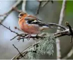  ??  ?? With its rusty-red underparts, a chaffinch stands out among the stark branches, where its loud song can often be heard.