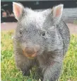  ??  ?? George the wombat.